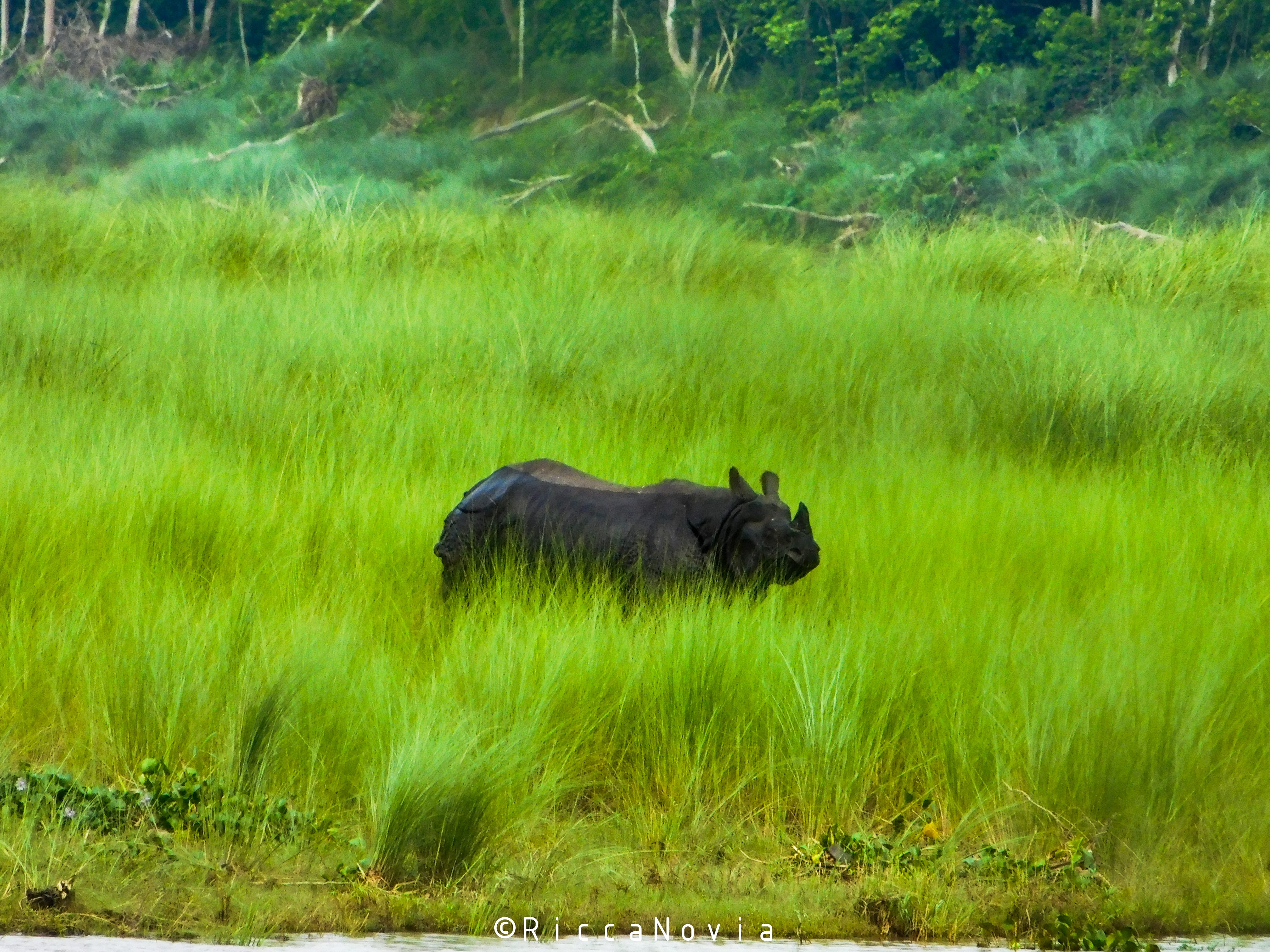 Chitwan National Park, Nepal